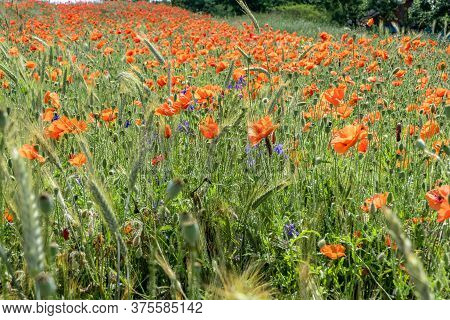 Huge Field Of Red Poppy Flowers