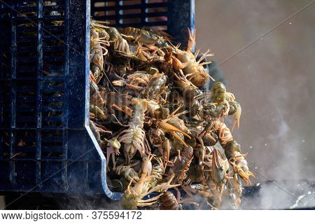 Living Raw European Crayfishes Astacus Astacus (noble Or Broad-fingered Crayfish, The Most Common Sp