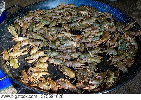 Living Raw European Crayfishes Astacus Astacus (noble Or Broad-fingered Crayfish, The Most Common Sp