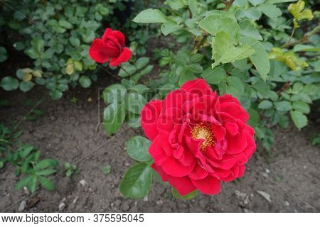 Vibrant Red Semi Double Flower Of Rose In May