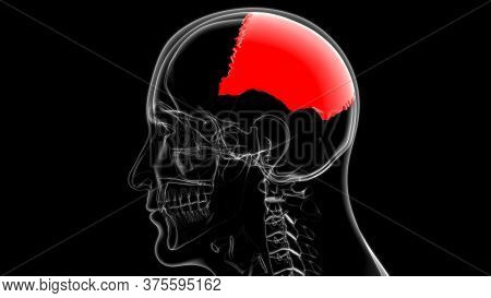 Human Skeleton Skull Parietal Bone Anatomy For Medical Concept
