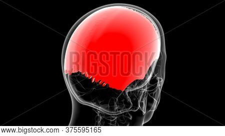 Human Skeleton Skull Parietal Bone Anatomy For Medical Concept