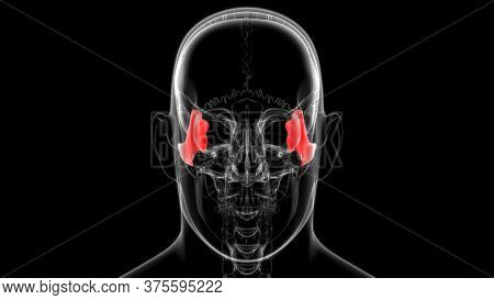 Human Skeleton Skull Zygomatic Bone Anatomy For Medical Concept