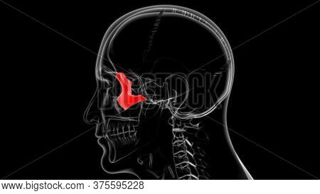 Human Skeleton Skull Zygomatic Bone Anatomy For Medical Concept