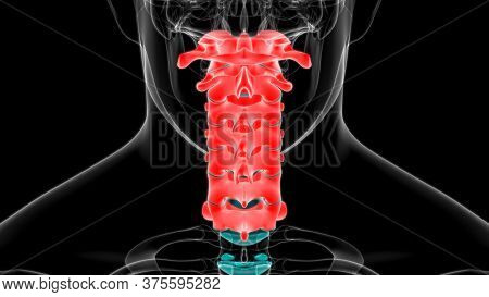 Human Skeleton Vertebral Column Cervical Vertebrae Anatomy 3D Illustration