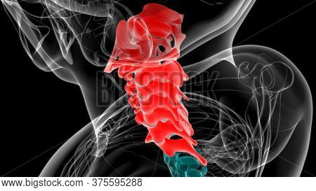 Human Skeleton Vertebral Column Cervical Vertebrae Anatomy 3D Illustration