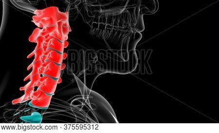 Human Skeleton Vertebral Column Cervical Vertebrae Anatomy 3D Illustration
