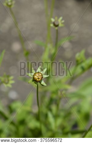 Star Tickseed Orange Flower - Latin Name - Coreopsis Pubescens