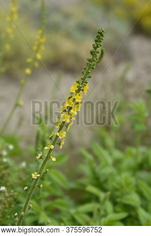 Common Agrimony - Latin Name - Agrimonia Eupatoria