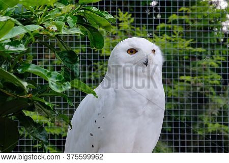 Snowy Owl Sits On A Branch In The Tree And Looks Straight Into The Camera