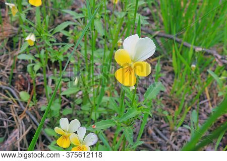 Wildflower Meadow, Flower Meadow, Wildflowerswildflower Meadow, Flower Meadow, Wildflowers Beauty  W