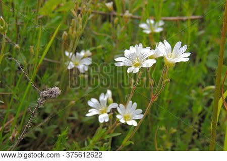 Wildflower Meadow, Flower Meadow, Wildflowers Beauty  Wildkraeuter
