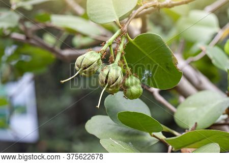Sonneratia Ovate Fruit, Mangrove Apple Or Cork Tree On Nature Background At Forest At The River Estu