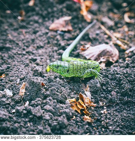 Portrait Of A Small Green Lizard On The Ground. Selective Focus