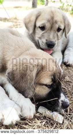 Puppy, Anatolian Shepherd Dog. Playing With His Brother In The Garden...