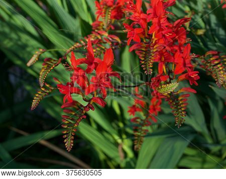 Crocosmia Or Monbretia Flowering Plants With Delightful Vivid Orange Blooms