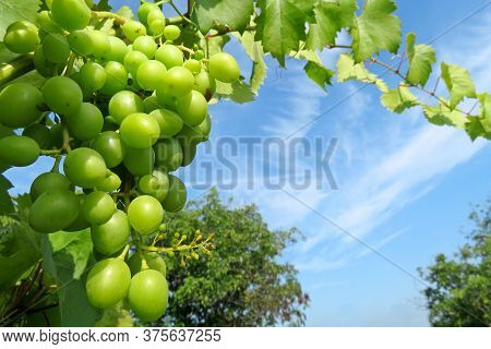 Green Vineyard In Summer, Bunch Of Grapes With Leaves Growing On Blue Sky Background. Unripe Grapevi