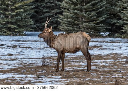 North American Elk In An Open Meadow In Rocky Mountain, Alberta, Canada
