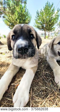 Puppy, Anatolian Shepherd Dog. Close-up Portrait...\n Anatolian Shepherd Dog Puppie Playing In The G