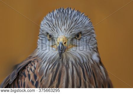 Red Kite - Milvus Milvus Portrait Close-up On Brown Background