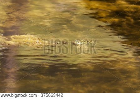 .bufo Bufo Frog In The Water Hidden In The Reeds.