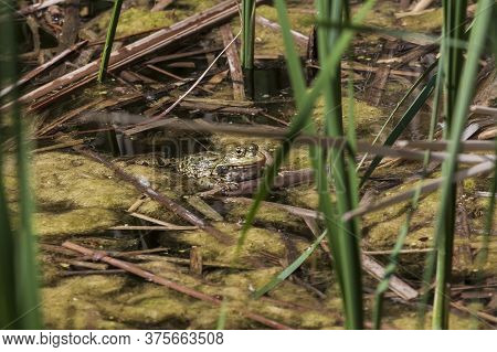 Bufo Bufo Frog In The Water Hidden In The Reeds.