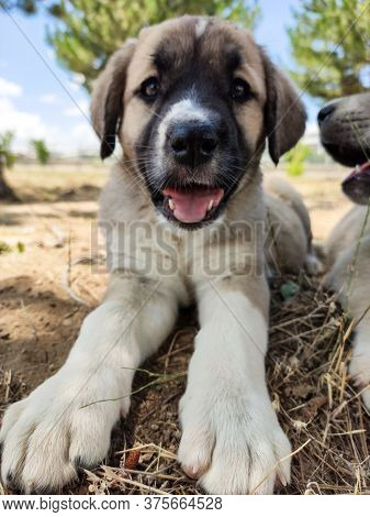 Puppy, Anatolian Shepherd Dog. Close-up Portrait...\n Anatolian Shepherd Dog Puppie Playing In The G