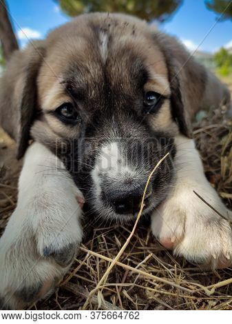 Anatolian Shepherd Dog Puppie Playing In The Garden.