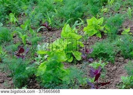Fresh Green Organic Plants And Leaves Of Dill, Red And Yellow Garden Orache And Corn, In A Tradition