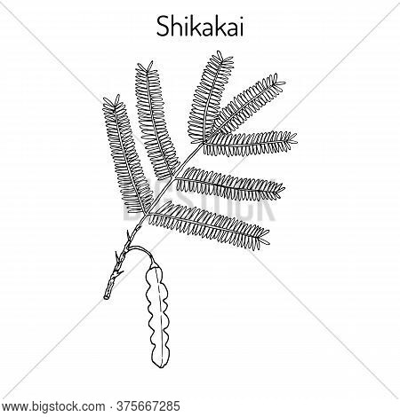 Shikakai Acacia Concinna , Or Soap Bobs, Saptala, Medicinal Plant. Hand Drawn Botanical Vector Illus