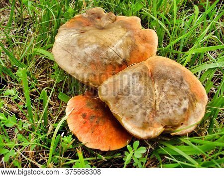 Close Up Of Boletus Rubellus, Also Known As Ruby Bolete, In A Meadow