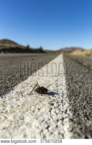 Mormon Crickets On The Road During Migration In The Desert