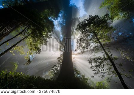 Sunbeams In The Foggy Redwood Forest In California