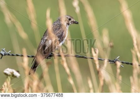 European Pied Flycatcher (ficedula Hypoleuca)