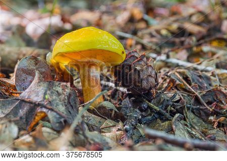 Edible Mushroom Suillus Elegans Grows In The Woods.