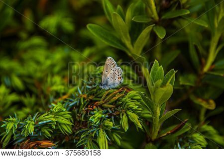 Two Butterflies Chase Each Other Among The Summer Green Of The Meadows On The Granite Rocks Of The L