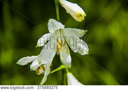 Close Up Of Paradisea Liliastrum On The Alpine And Granite Rocks Of The Lagorai Near Lake Levico In 