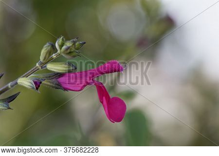 Blackcurrant Sage Flower, Salvia Microphylla.