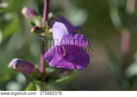Flower Of A Large Beardtongue, Penstemon Grandiflorus.