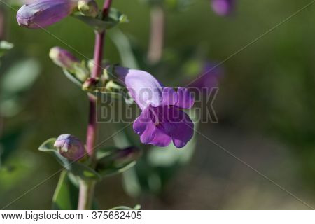 Flower Of A Large Beardtongue, Penstemon Grandiflorus.