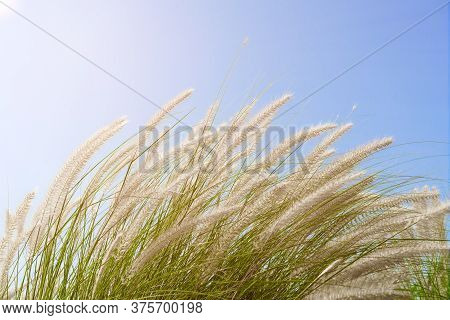 Fourtain Grass In Nature Agent Blue Sky