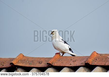 A Beautiful White Bird With Blue Sky Sitting On A Rooftop
