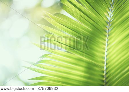 Copy Space Of Blur Palm Leaf Tree With Bokeh Sun Ligth Abstract Texture Background.