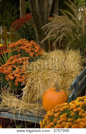 Herfst kleuren