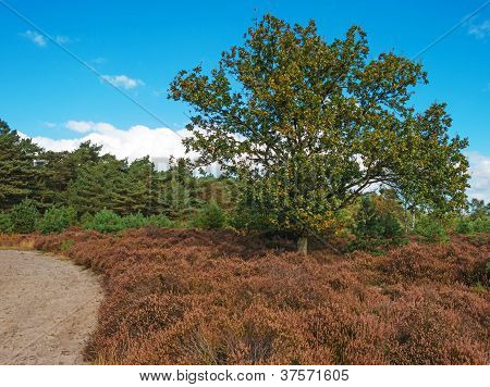 Väg genom heath och tallar