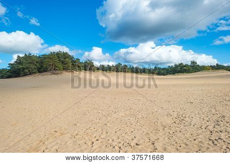 Sand och tallar under en blå himmel på hösten