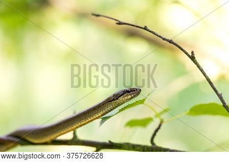 Non Venomous Smooth Snake, Coronella Austriaca Climb On Tree, Czech Republic, Europe Wildlife
