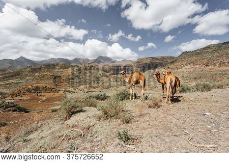 Cute Wild Camels In Simien Mountain, Tigray Region Countryside Near Mekelle, Northern Ethiopia.