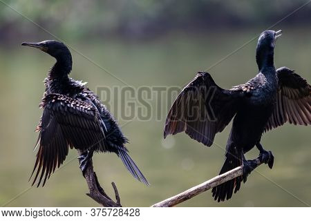 Indian Cormorant Or Indian Shag Or Phalacrocorax Fuscicollis Different Plumage Perched In Natural Gr