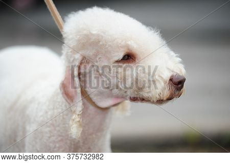 Bedlington Terrier Dog
